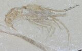 Two Cretaceous Fossil Shrimp - Lebanon #52772-2